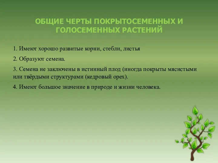 ОБЩИЕ ЧЕРТЫ ПОКРЫТОСЕМЕННЫХ И ГОЛОСЕМЕННЫХ РАСТЕНИЙ 1. Имеют хорошо развитые корни,