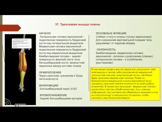 37. Трехглавая мышца голени НАЧАЛО Латеральная головка икроножной – подколенная поверхность