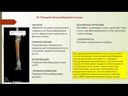 38. Передняя большеберцовая мышца НАЧАЛО Верхняя половина латеральной поверхности большеберцовой кости,