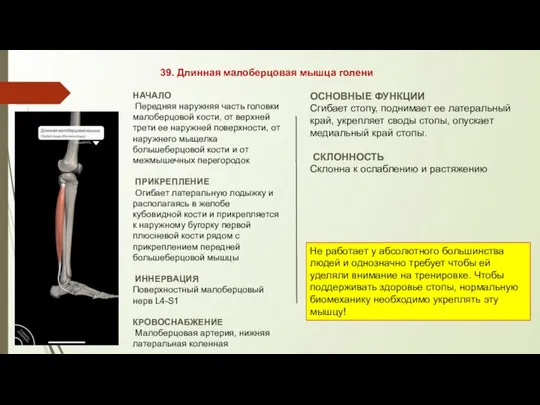 39. Длинная малоберцовая мышца голени НАЧАЛО Передняя наружняя часть головки малоберцовой