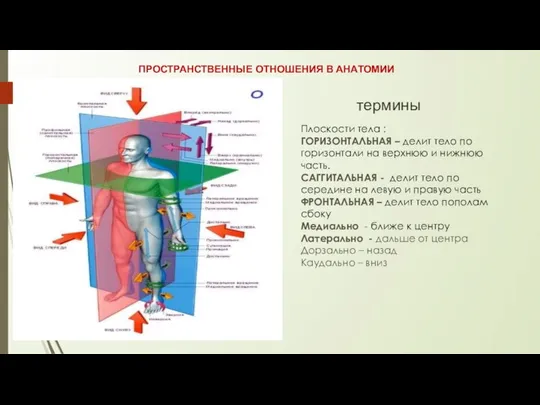 термины Плоскости тела : ГОРИЗОНТАЛЬНАЯ – делит тело по горизонтали на