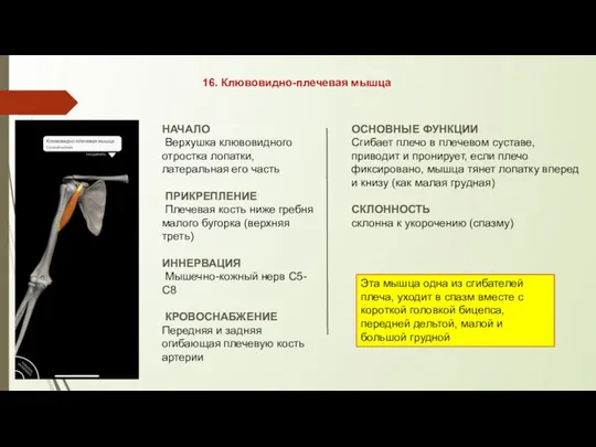 16. Клювовидно-плечевая мышца НАЧАЛО Верхушка клювовидного отростка лопатки, латеральная его часть