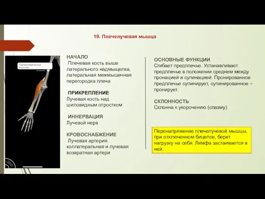 19. Плечелучевая мышца НАЧАЛО Плечевая кость выше латерального надмыщелка, латеральная межмышечная