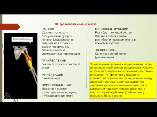 20. Трехглавая мышца плеча НАЧАЛО Длинная головка – подсуставный бугорок лопатки