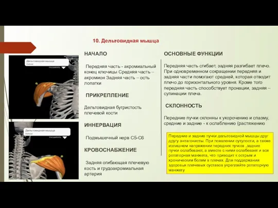 10. Дельтовидная мышца НАЧАЛО Передняя часть - акромиальный конец ключицы Средняя