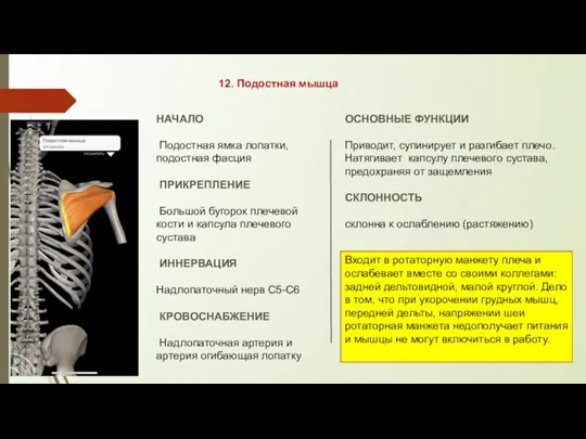 12. Подостная мышца НАЧАЛО Подостная ямка лопатки, подостная фасция ПРИКРЕПЛЕНИЕ Большой