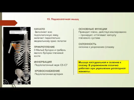 15. Подлопаточная мышц НАЧАЛО Заполняет всю подлопаточную ямку, залегает параллельно медиальному