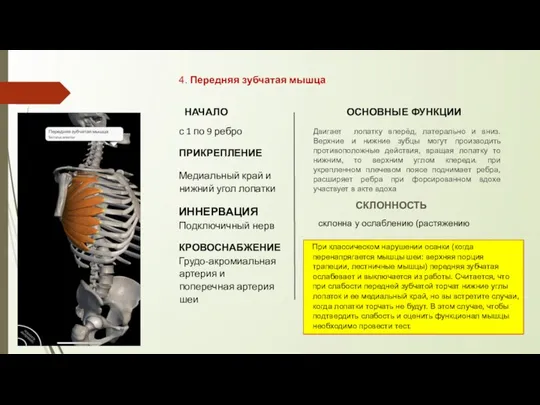 4. Передняя зубчатая мышца НАЧАЛО с 1 по 9 ребро ПРИКРЕПЛЕНИЕ