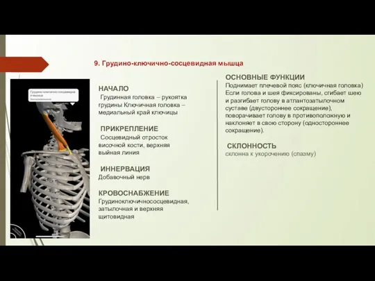 9. Грудино-ключично-сосцевидная мышца НАЧАЛО Грудинная головка – рукоятка грудины Ключичная головка