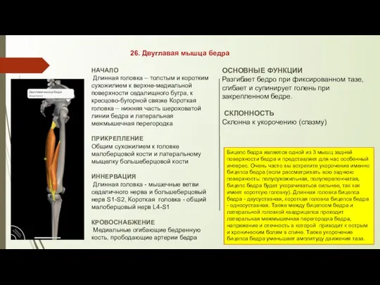 26. Двуглавая мышца бедра НАЧАЛО Длинная головка – толстым и коротким
