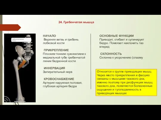 24. Гребенчатая мышца НАЧАЛО Верхняя ветвь и гребень лобковой кости ПРИКРЕПЛЕНИЕ