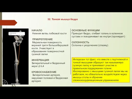 32. Тонкая мышца бедра НАЧАЛО Нижняя ветвь лобковой кости ПРИКРЕПЛЕНИЕ Медиальная