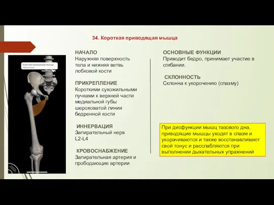 34. Короткая приводящая мышца НАЧАЛО Наружняя поверхность тела и нижняя ветвь