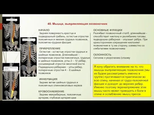 40. Мышца, выпрямляющая позвоночник НАЧАЛО Задняя поверхность крестца и подвздошный гребень,