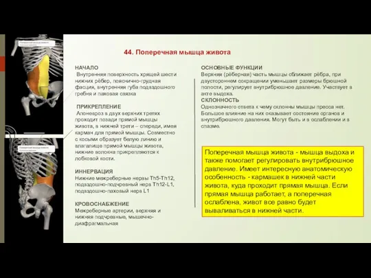 44. Поперечная мышца живота НАЧАЛО Внутренняя поверхность хрящей шести нижних рёбер,