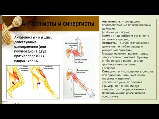 Антагонисты – совершают противоположные по направлению действие. (сгибают разгибают) пример :