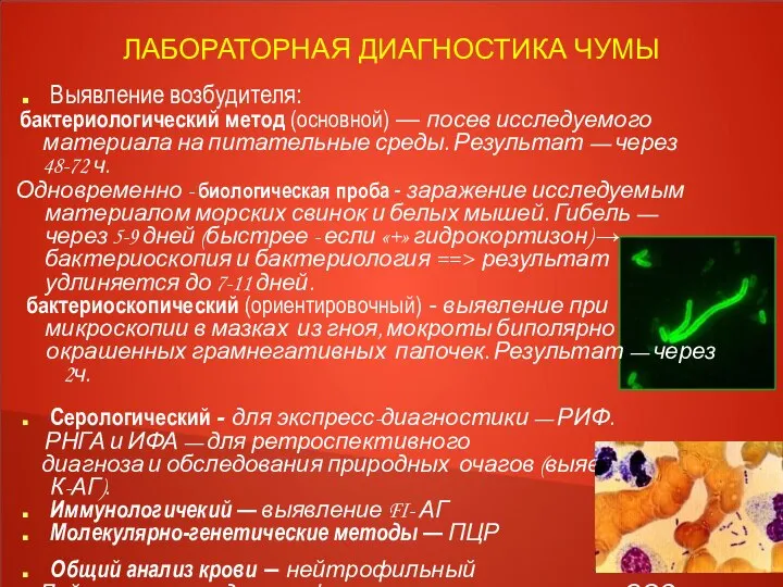 ЛАБОРАТОРНАЯ ДИАГНОСТИКА ЧУМЫ Выявление возбудителя: бактериологический метод (основной) — посев исследуемого