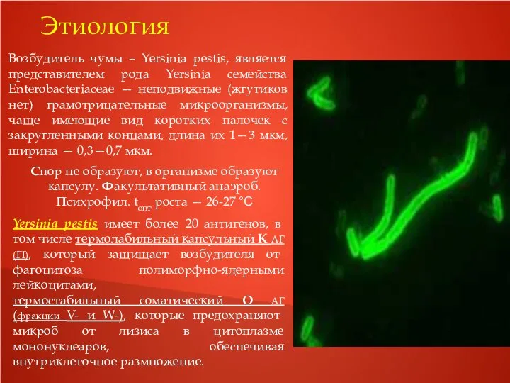 Этиология Возбудитель чумы – Yersinia pestis, является представителем рода Yersinia семейства