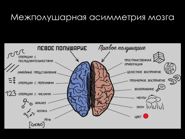 Межполушарная асимметрия мозга