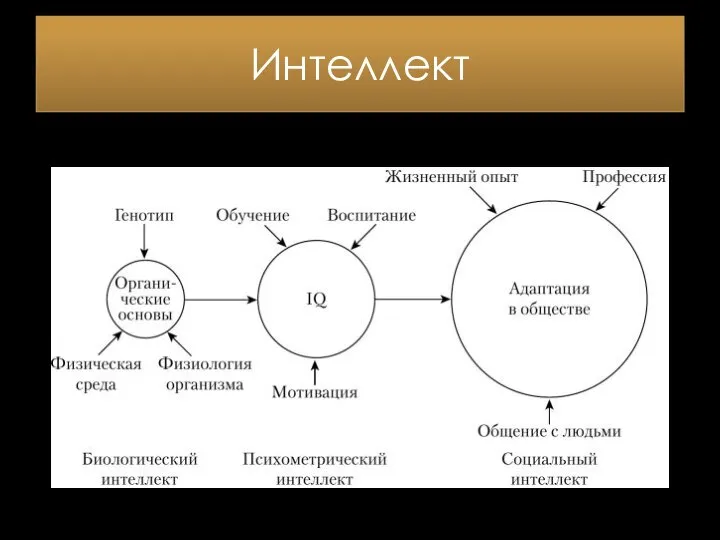 Интеллект