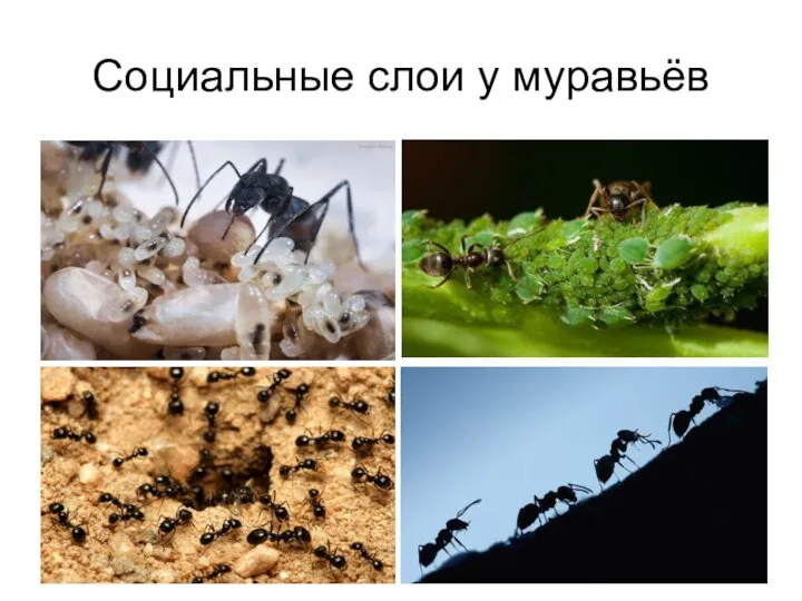 Социальные слои у муравьёв
