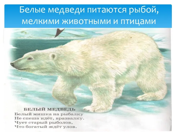 Белые медведи питаются рыбой, мелкими животными и птицами