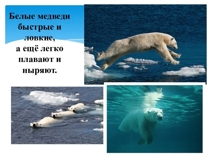 Белые медведи быстрые и ловкие, а ещё легко плавают и ныряют.