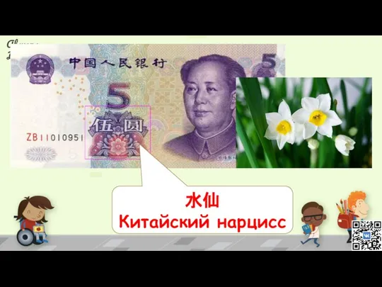 水仙 Китайский нарцисс