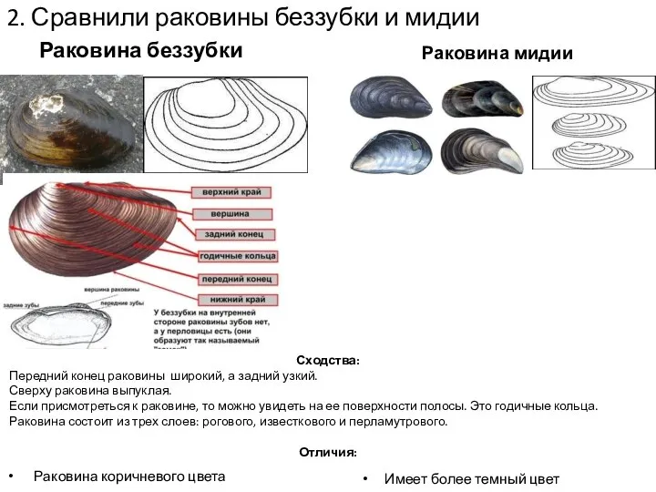 2. Сравнили раковины беззубки и мидии Раковина беззубки Раковина коричневого цвета