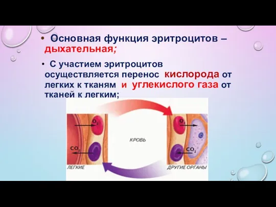 Основная функция эритроцитов – дыхательная; С участием эритроцитов осуществляется перенос кислорода