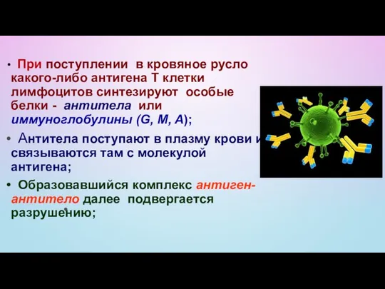 При поступлении в кровяное русло какого-либо антигена Т клетки лимфоцитов синтезируют