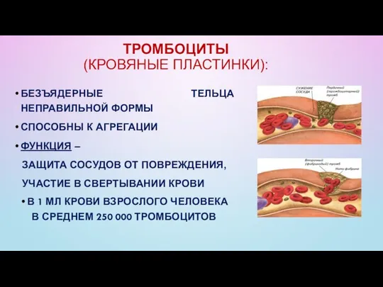 ТРОМБОЦИТЫ (КРОВЯНЫЕ ПЛАСТИНКИ): БЕЗЪЯДЕРНЫЕ ТЕЛЬЦА НЕПРАВИЛЬНОЙ ФОРМЫ СПОСОБНЫ К АГРЕГАЦИИ ФУНКЦИЯ