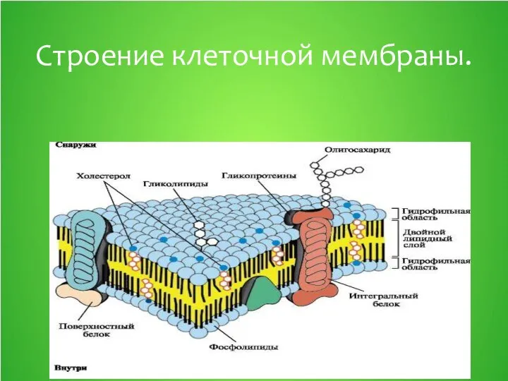 Строение клеточной мембраны.