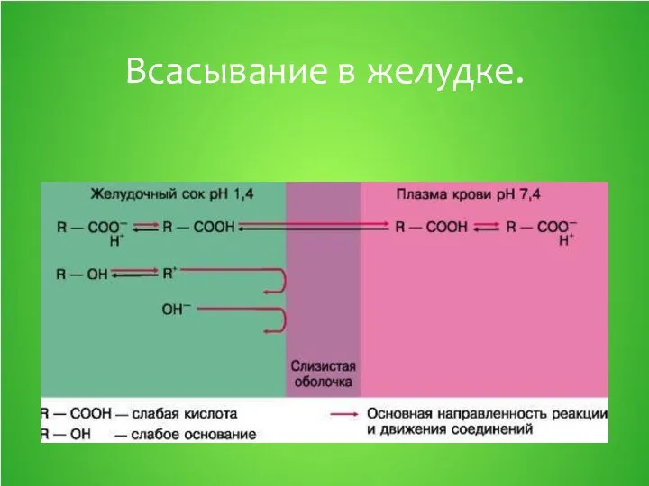 Всасывание в желудке.