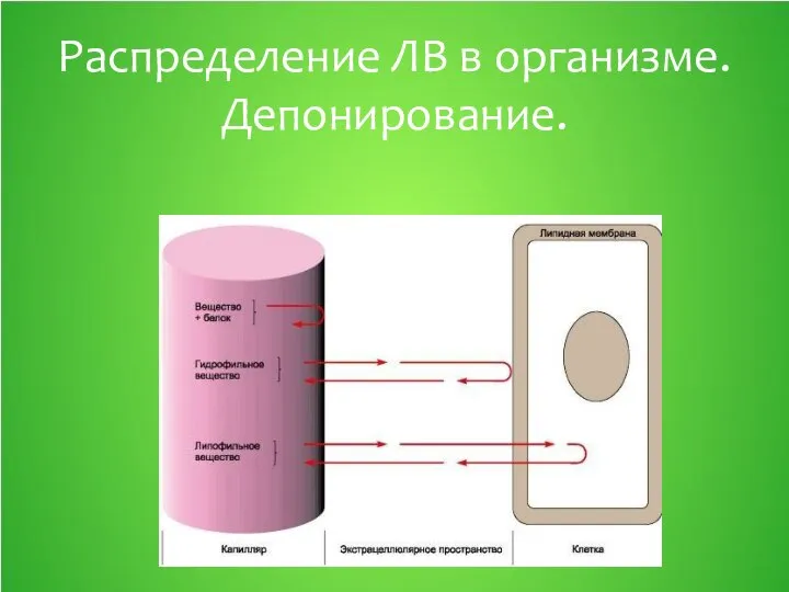 Распределение ЛВ в организме. Депонирование.