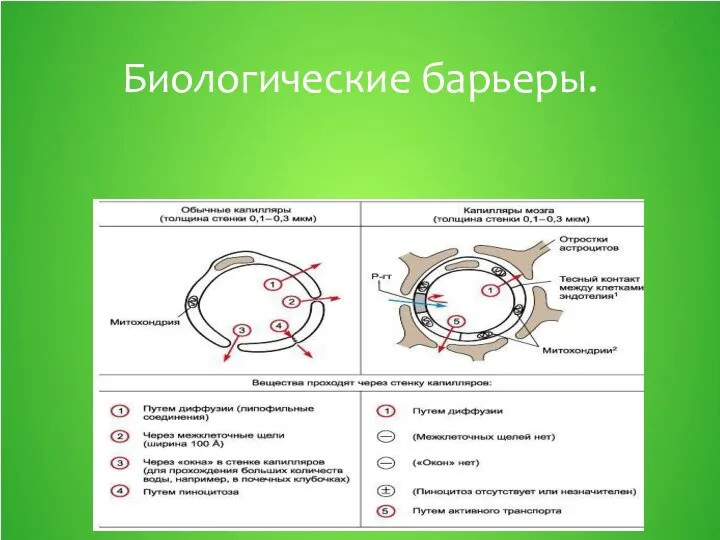 Биологические барьеры.