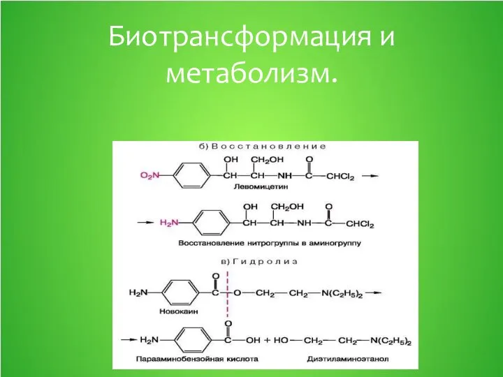 Биотрансформация и метаболизм.