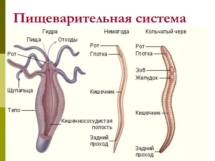 Пищеварительная система