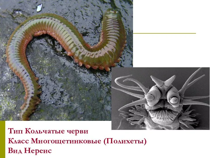 Тип Кольчатые черви Класс Многощетинковые (Полихеты) Вид Нереис