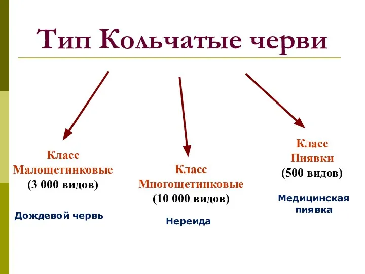 Тип Кольчатые черви Класс Многощетинковые (10 000 видов) Класс Малощетинковые (3