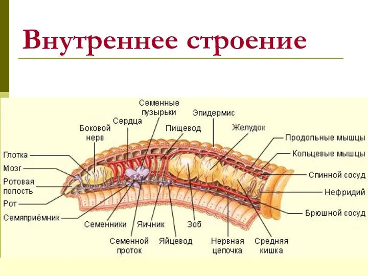 Внутреннее строение