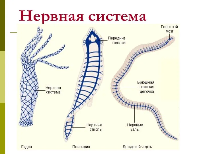 Нервная система