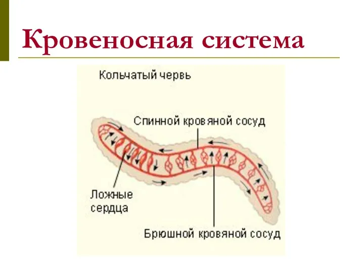 Кровеносная система