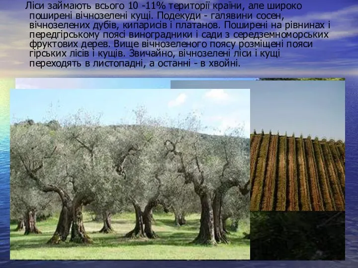 Ліси займають всього 10 -11% території країни, але широко поширені вічнозелені