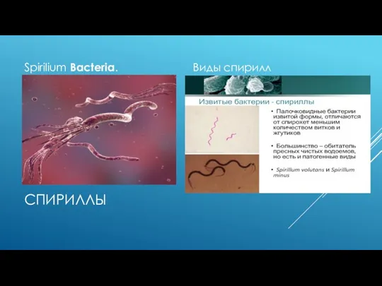 СПИРИЛЛЫ Spirilium Bacteria. Виды спирилл