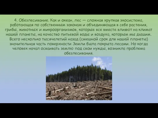 4. Обезлесивание. Как и океан, лес — сложная хрупкая экосистема, работающая