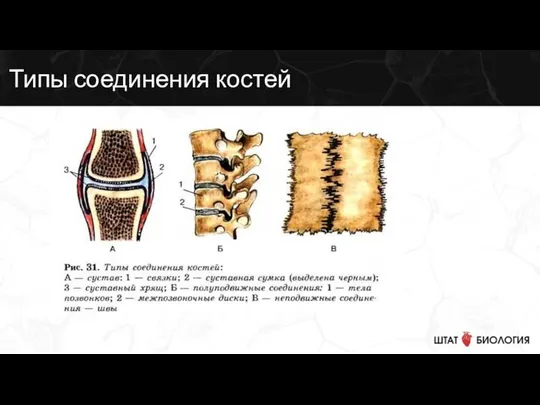 Типы соединения костей