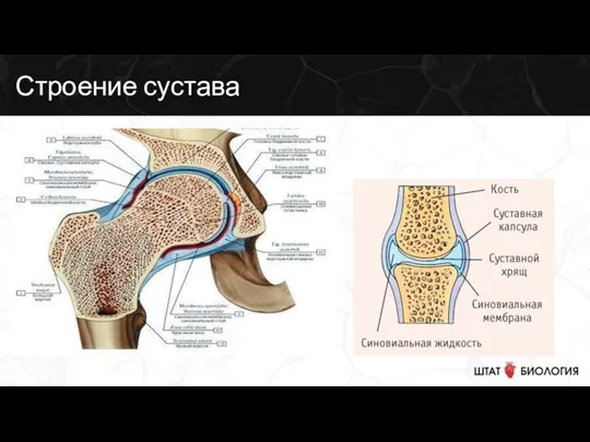 Строение сустава