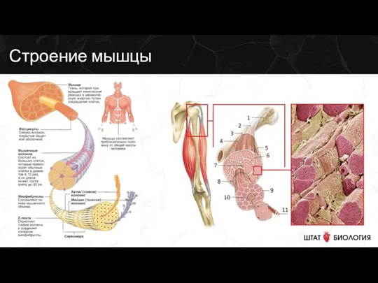 Строение мышцы