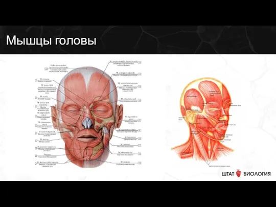 Мышцы головы